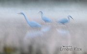 Grote zilverreigers 